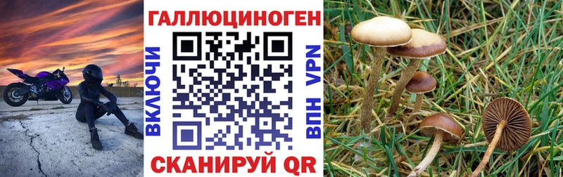 дарнет шоп  Неман  Псилоцибиновые грибы Psilocybine cubensis 